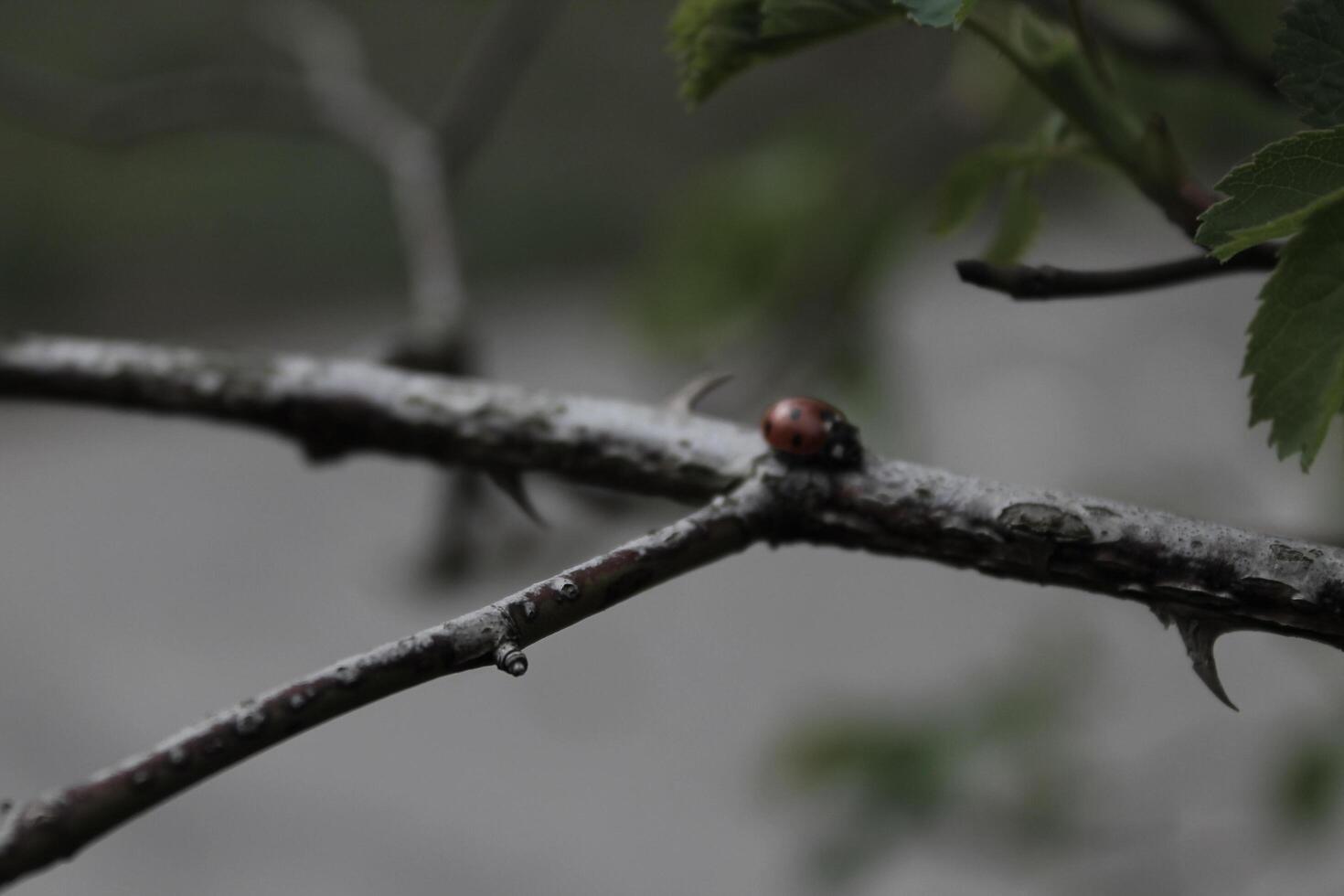 natur bakgrund Foto