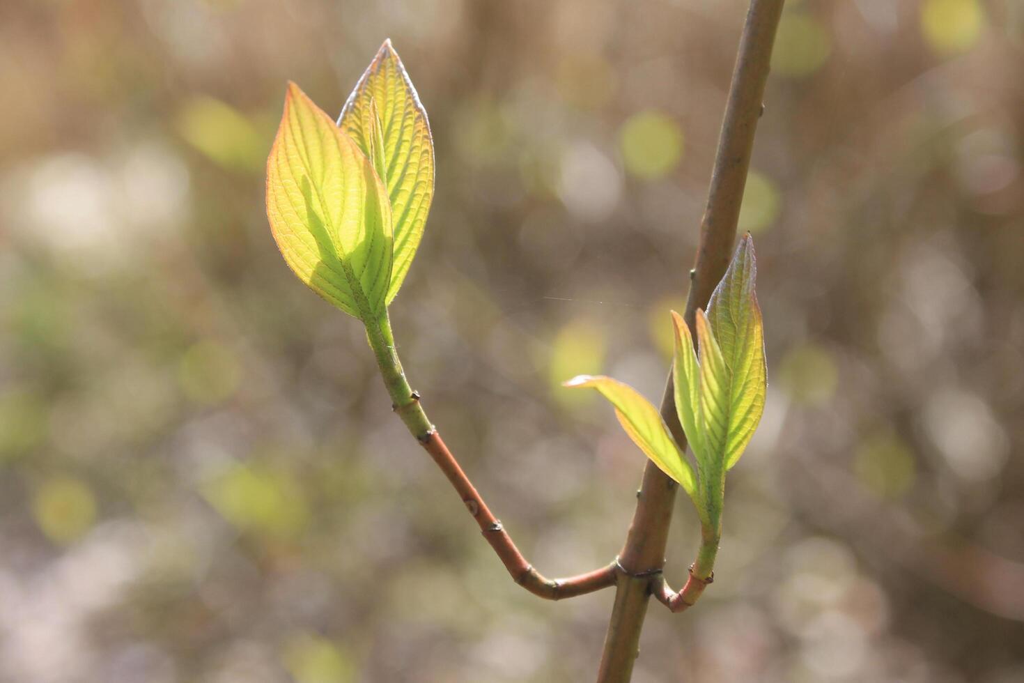 natur bakgrund Foto