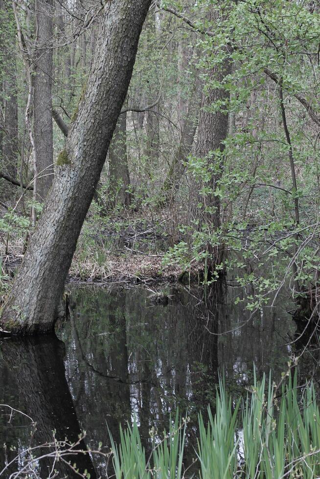 natur bakgrund Foto