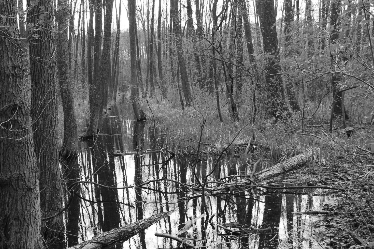 natur bakgrund Foto