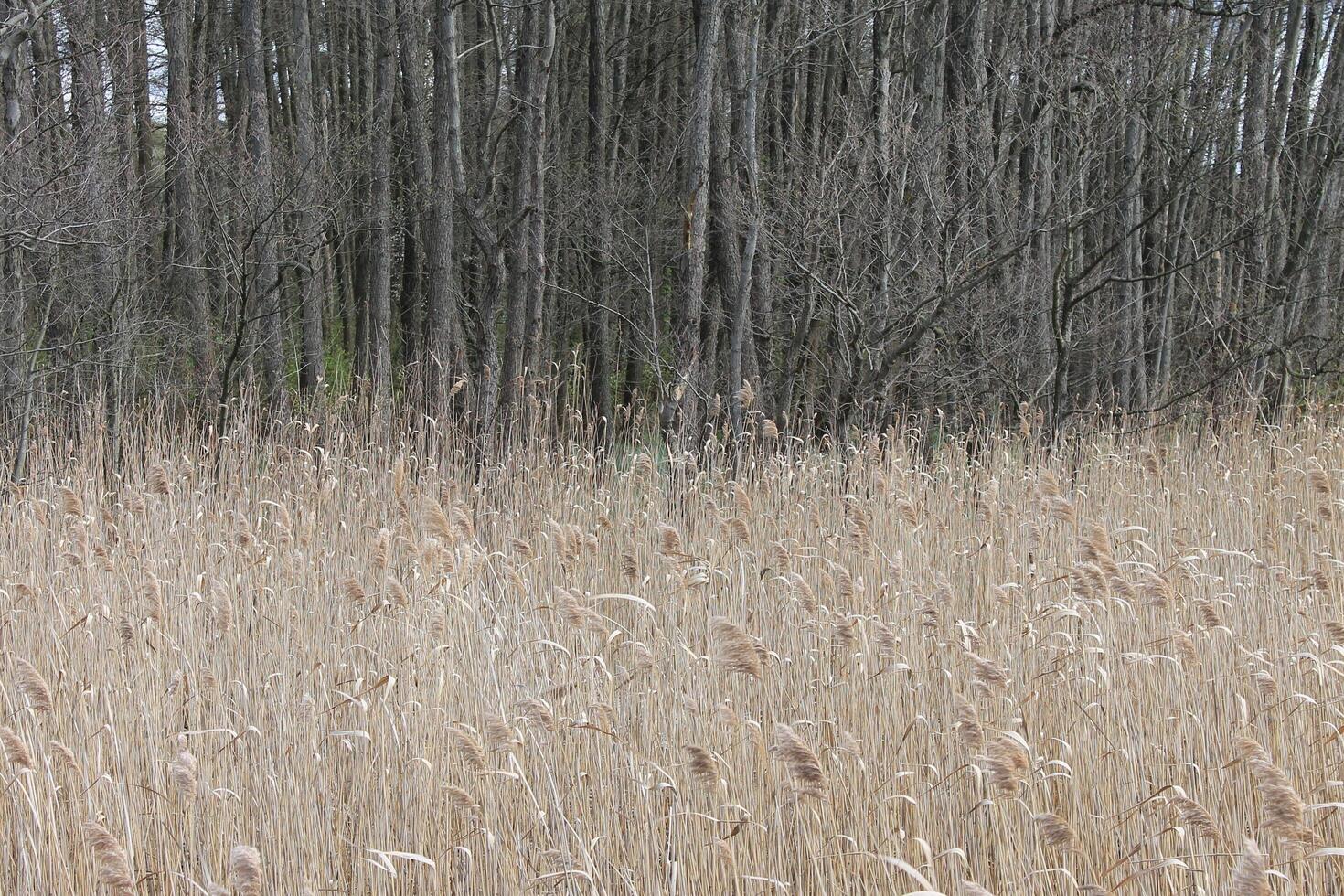 natur bakgrund Foto