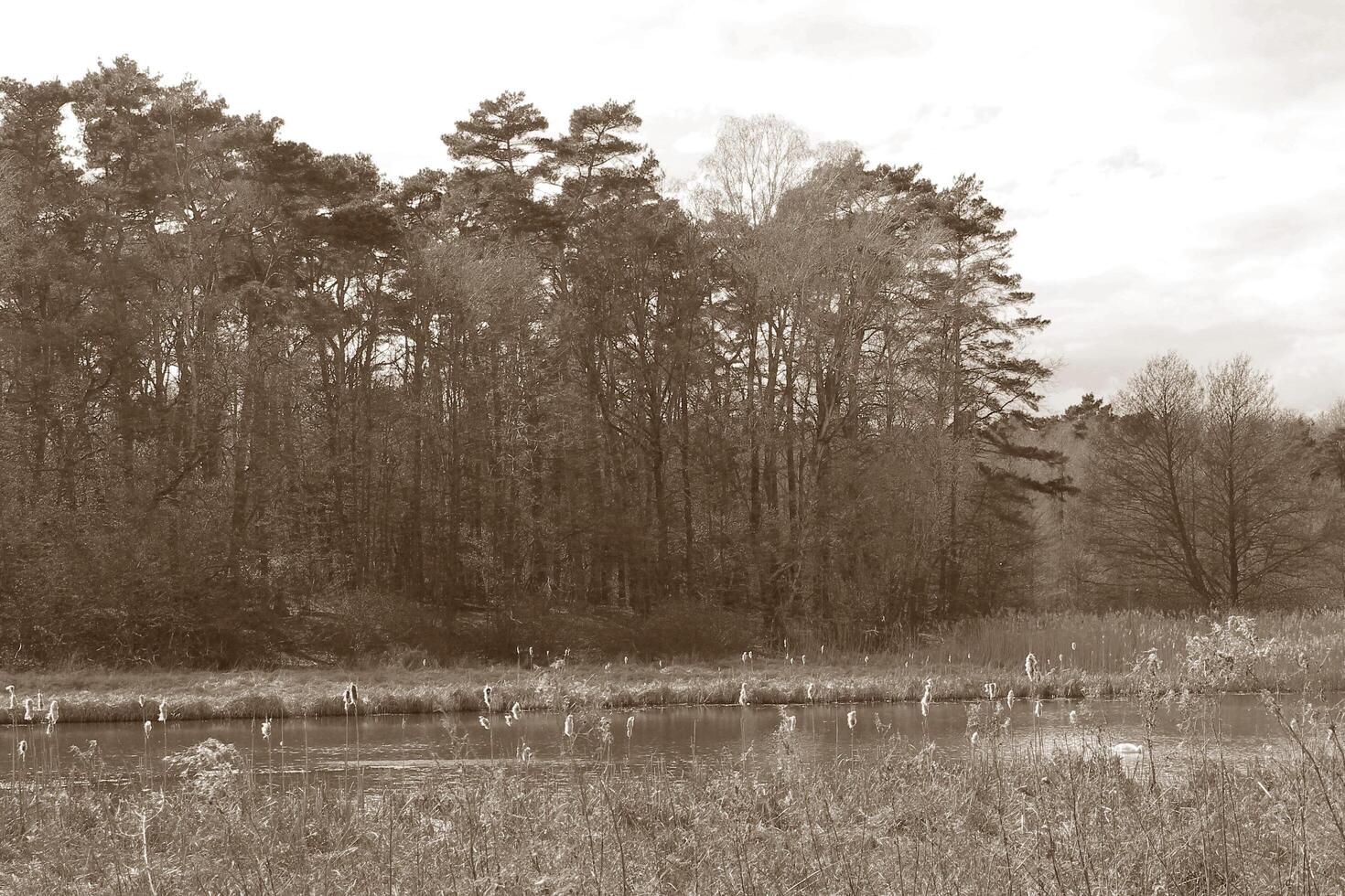 natur bakgrund Foto