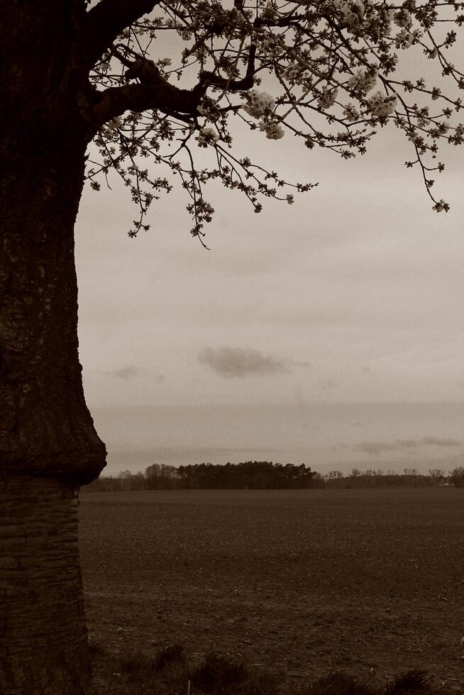 natur bakgrund Foto