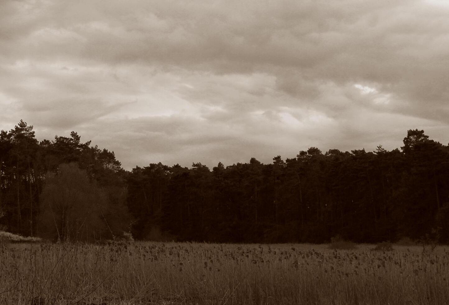 natur bakgrund Foto