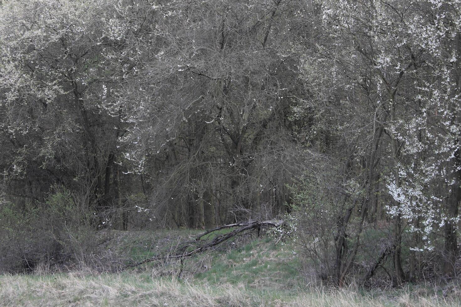 natur bakgrund Foto