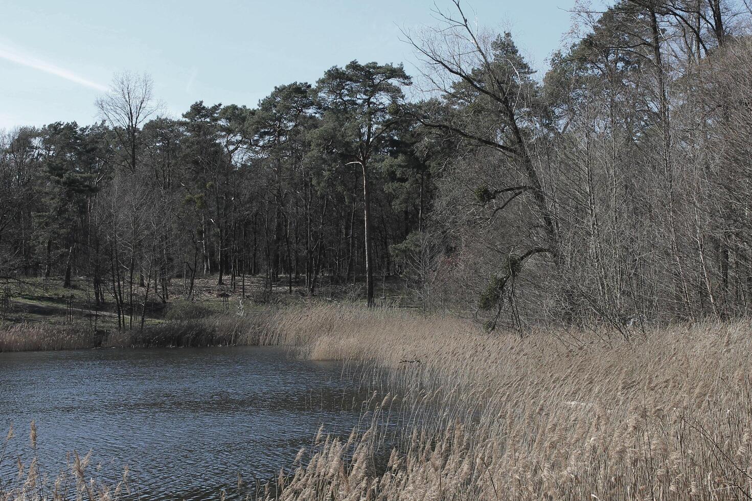 natur bakgrund Foto