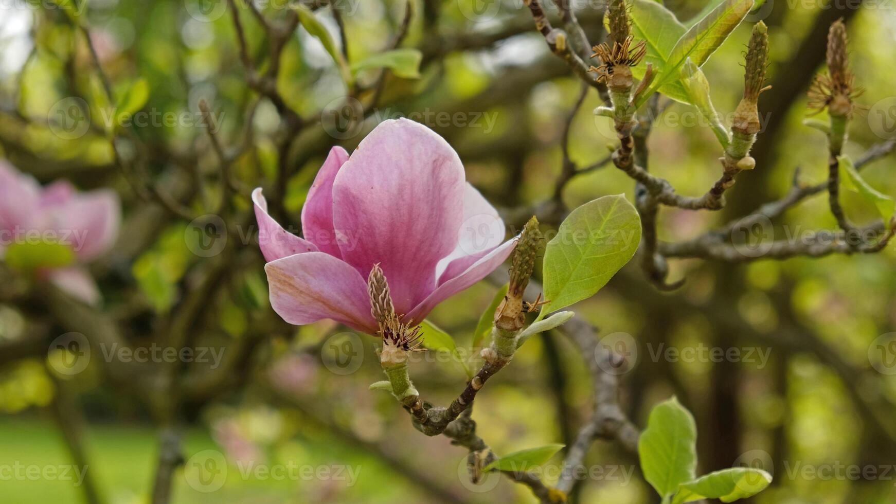 rosa magnolia knoppar, oöppnad blommor. blommande träd i tidigt vår foto