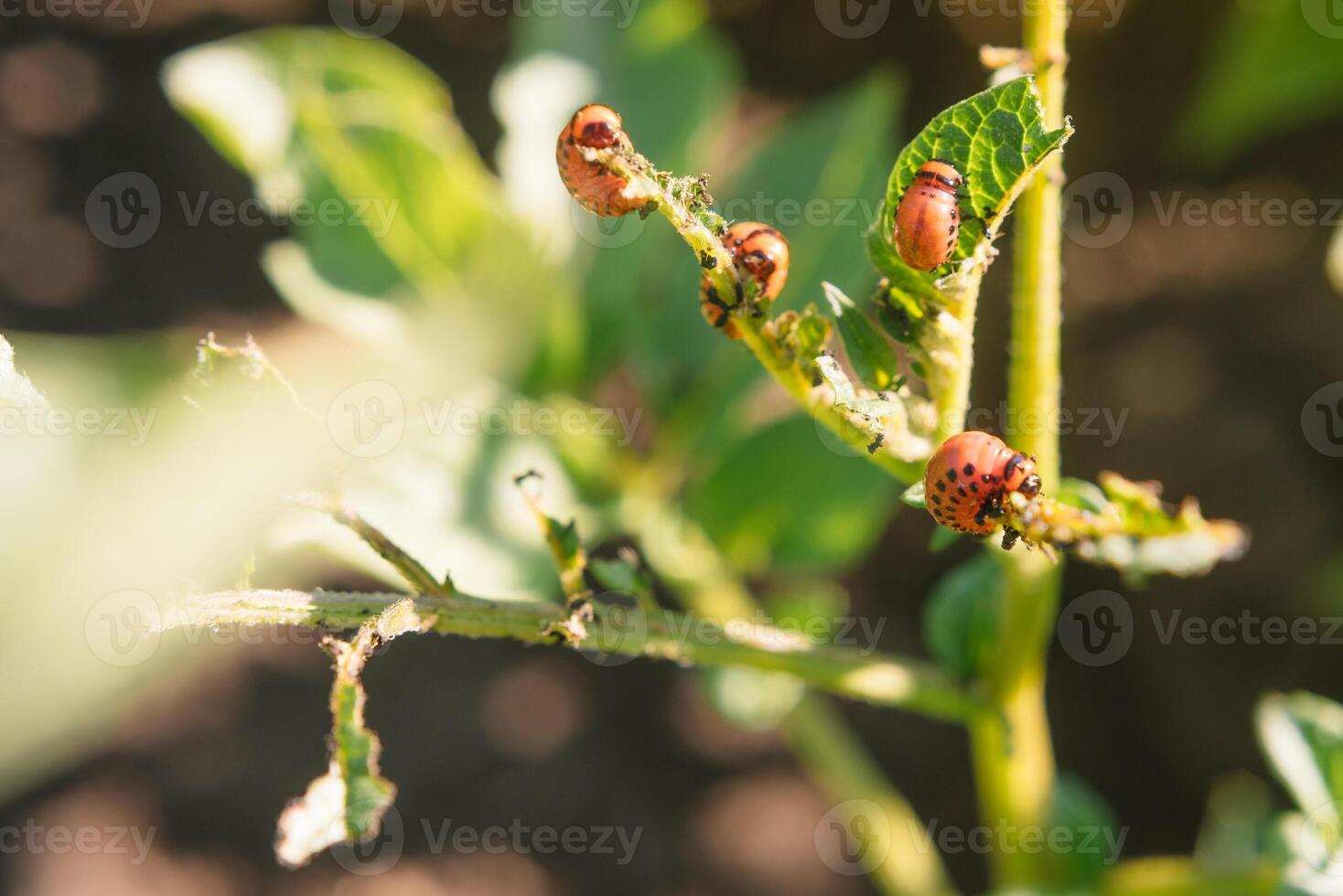 colorado skalbagge äter potatis löv, närbild. begrepp av invasion av skalbaggar. fattig skörda av potatisar. foto