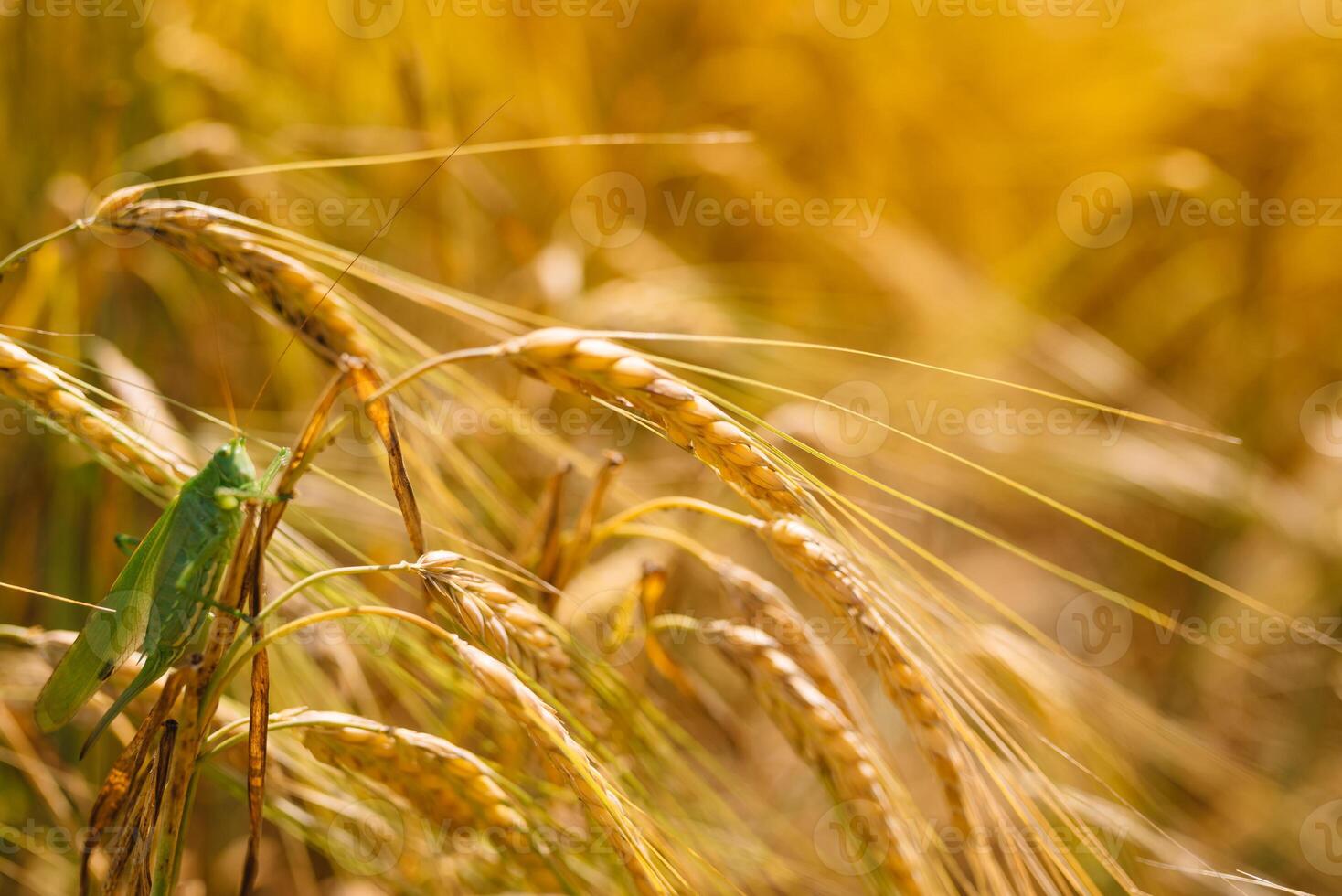 grön gräshoppor slukar en stor korn. insekt skadedjur. skadedjur begrepp i lantbruk. foto