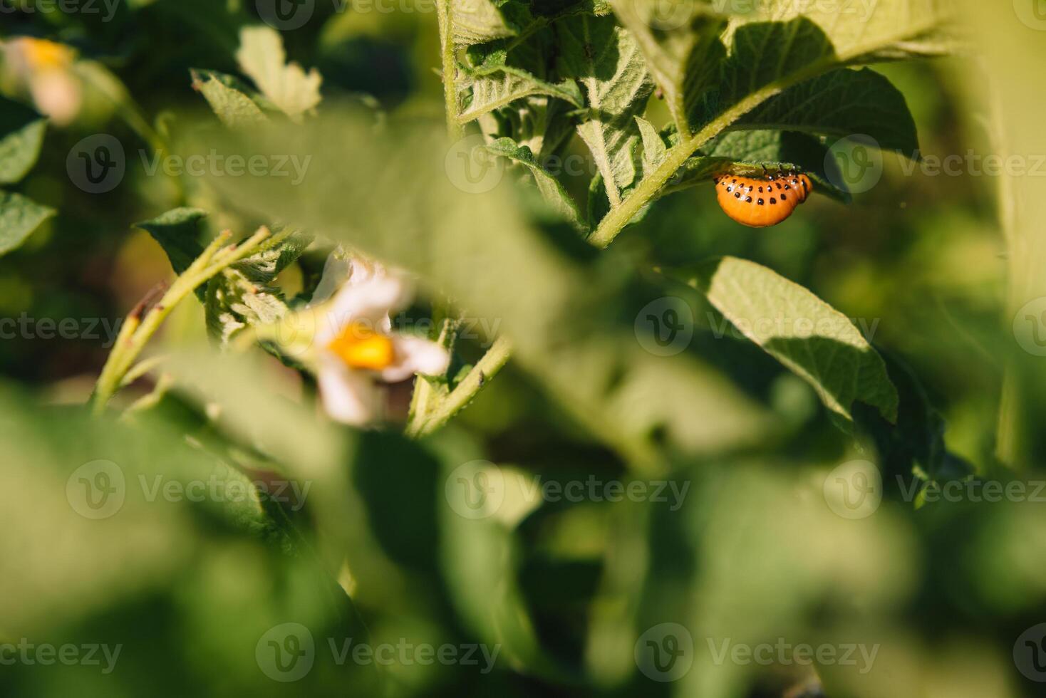 colorado skalbagge äter potatis löv, närbild. begrepp av invasion av skalbaggar. fattig skörda av potatisar. foto