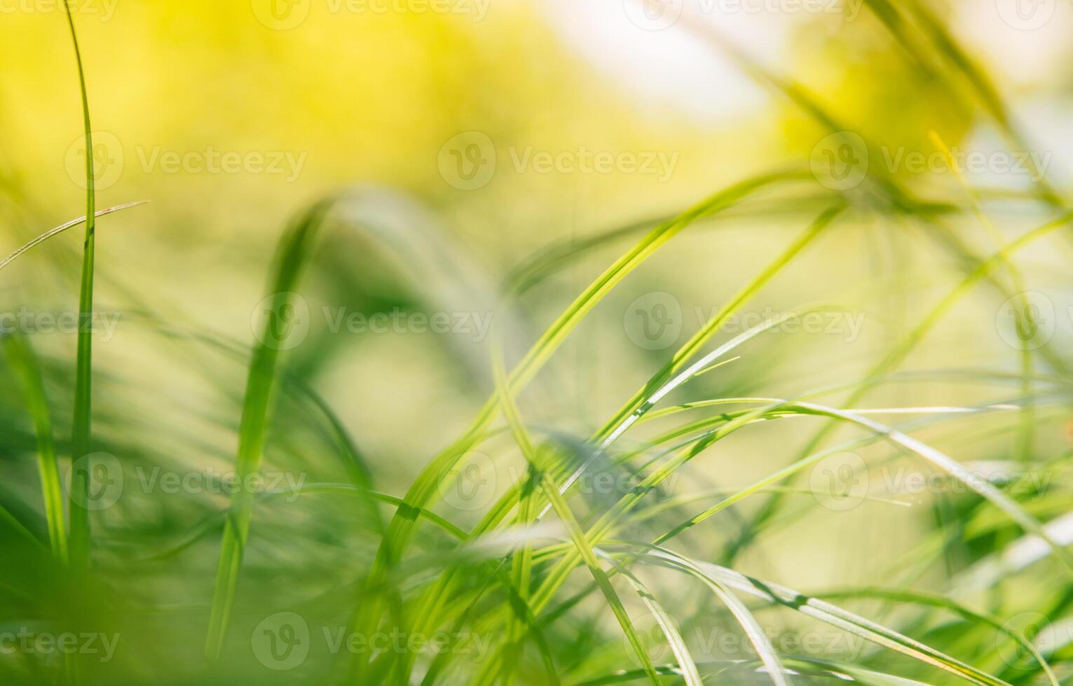 vår eller sommar och abstrakt natur bakgrund med gräs fält. bakgrund med grön gräs fält och bokeh ljus. sommar bakgrund. foto