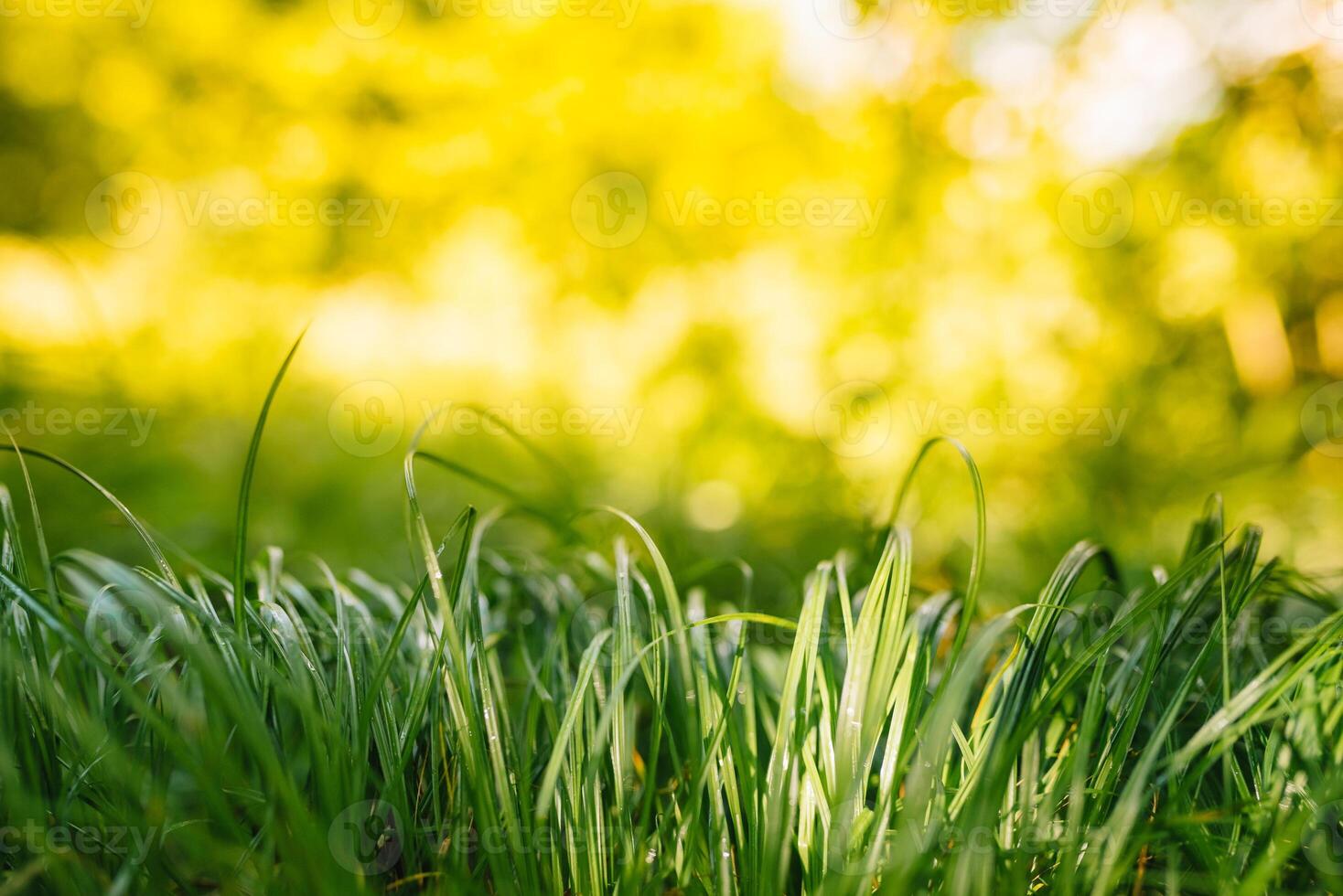 vår eller sommar och abstrakt natur bakgrund med gräs fält. bakgrund med grön gräs fält och bokeh ljus. sommar bakgrund. foto