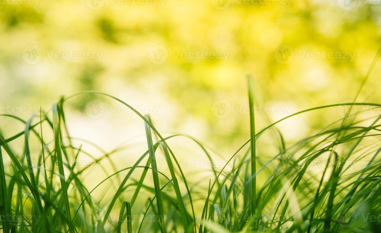 vår eller sommar och abstrakt natur bakgrund med gräs fält. bakgrund med grön gräs fält och bokeh ljus. sommar bakgrund. foto