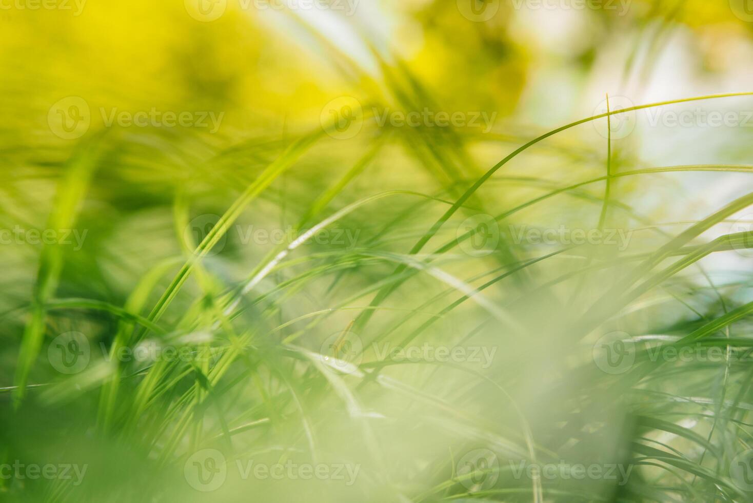 vår eller sommar och abstrakt natur bakgrund med gräs fält. bakgrund med grön gräs fält och bokeh ljus. sommar bakgrund foto