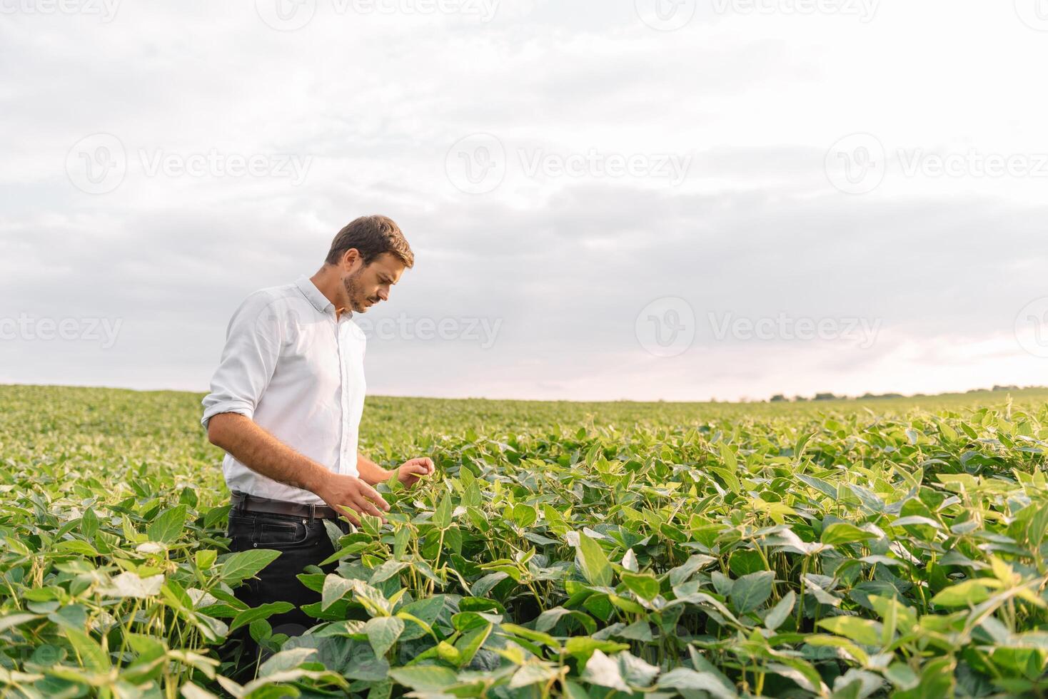 agronom inspekterande soja böna gröda växande i de bruka fält. lantbruk produktion begrepp. jordbruksnäringen begrepp. jordbruks ingenjör stående i en soja fält foto