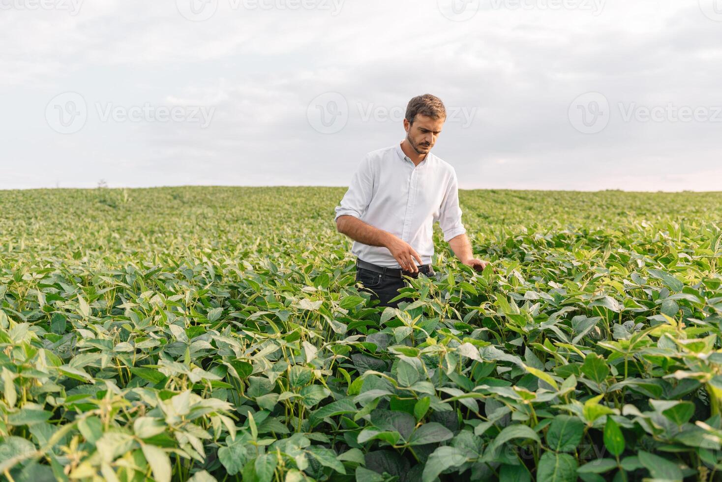 agronom inspekterande soja böna gröda växande i de bruka fält. lantbruk produktion begrepp. jordbruksnäringen begrepp. jordbruks ingenjör stående i en soja fält foto