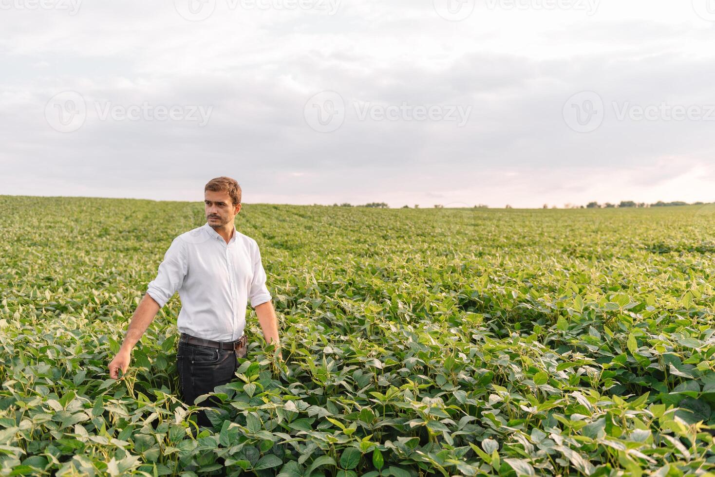 agronom inspekterande soja böna gröda växande i de bruka fält. lantbruk produktion begrepp. jordbruksnäringen begrepp. jordbruks ingenjör stående i en soja fält foto