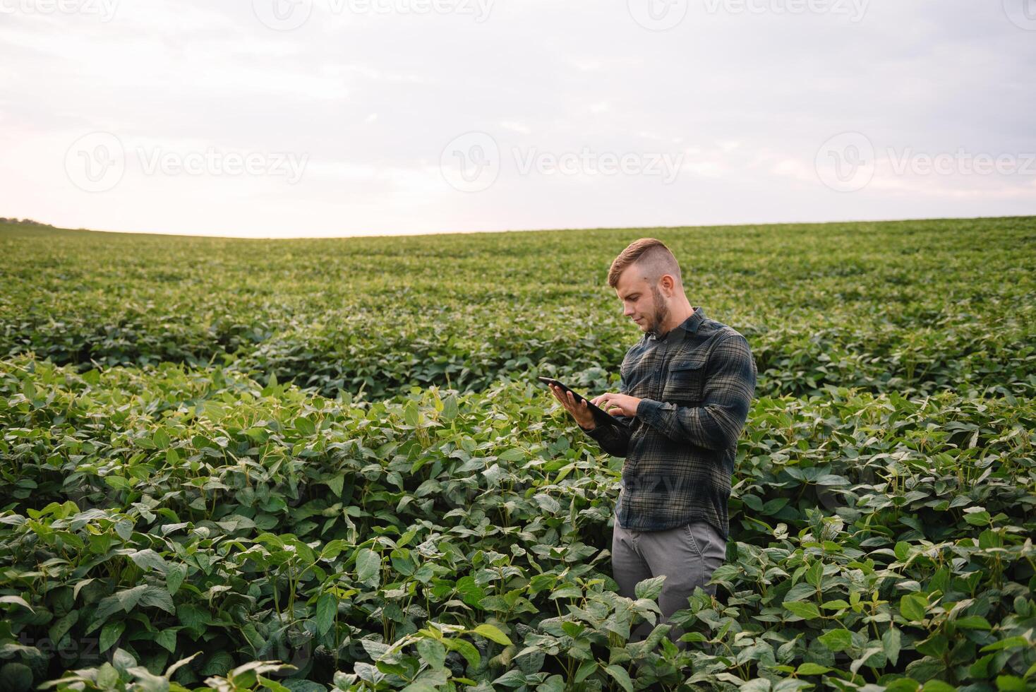 ung agronom innehar läsplatta Rör vaddera dator i de soja fält och granskning gröda innan skörd. jordbruksnäringen begrepp. jordbruks ingenjör stående i en soja fält med en läsplatta i sommar. foto