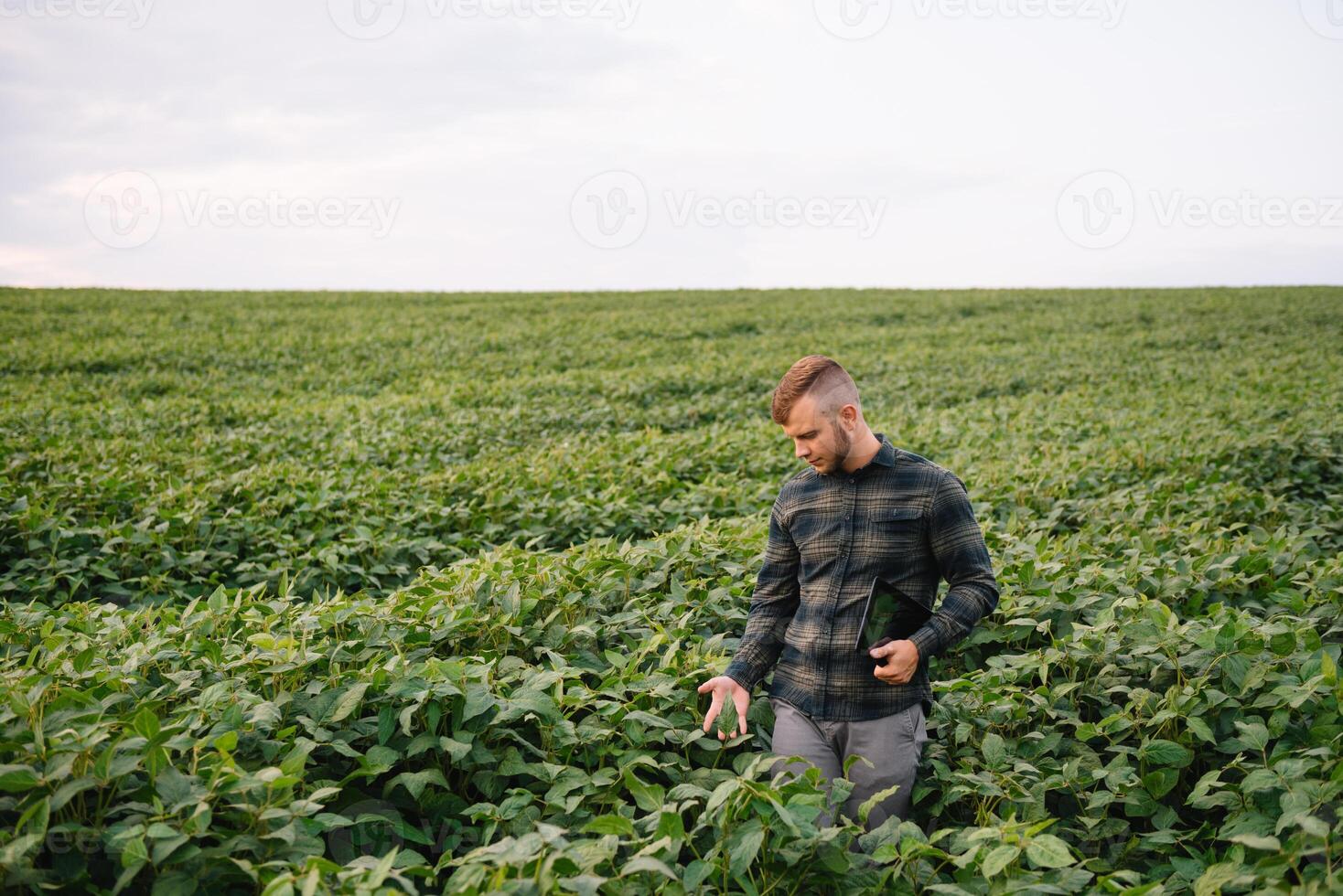 agronom inspekterande soja böna gröda växande i de bruka fält. lantbruk produktion begrepp. jordbruksnäringen begrepp. jordbruks ingenjör stående i en soja fält foto