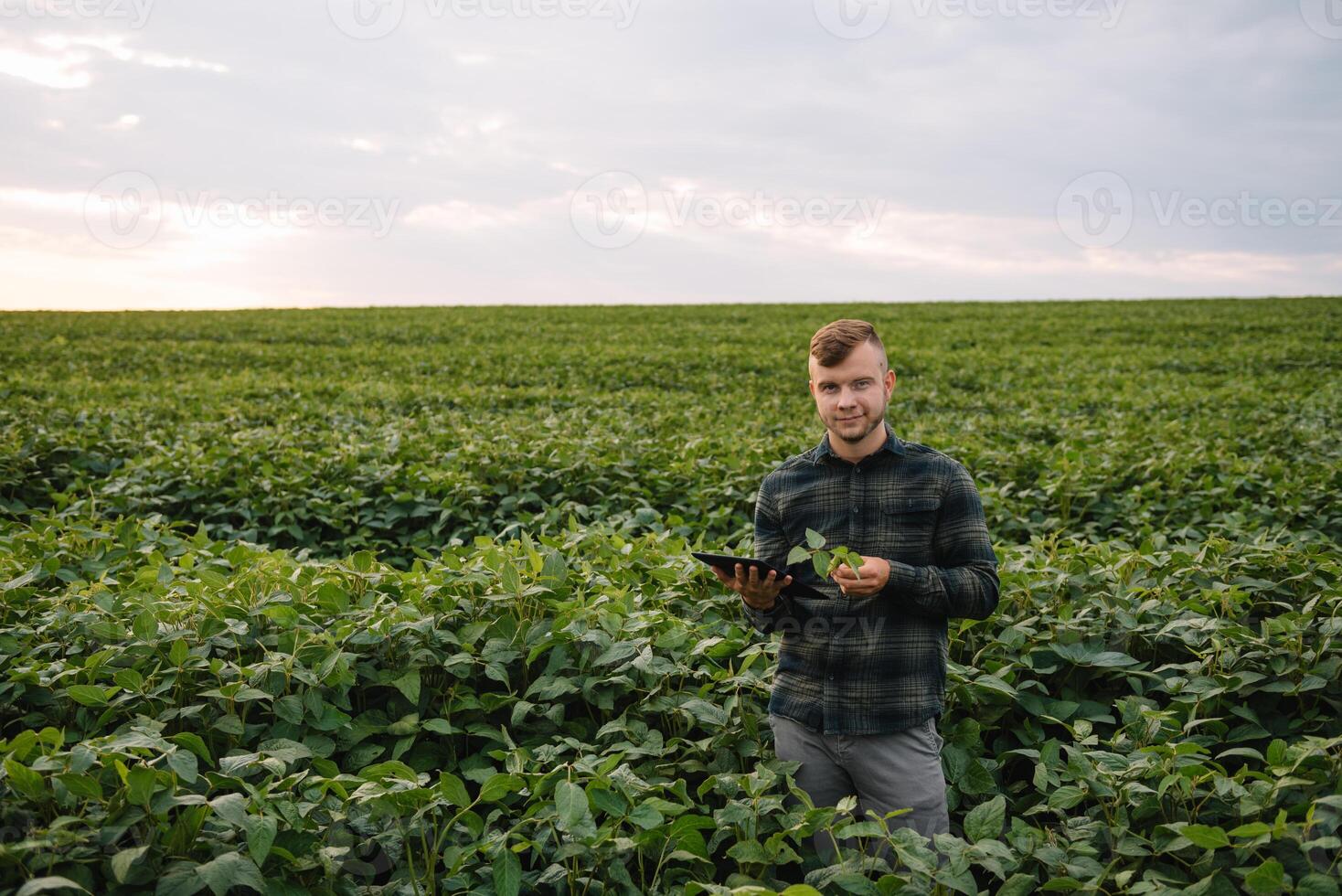 ung agronom innehar läsplatta Rör vaddera dator i de soja fält och granskning gröda innan skörd. jordbruksnäringen begrepp. jordbruks ingenjör stående i en soja fält med en läsplatta i sommar. foto