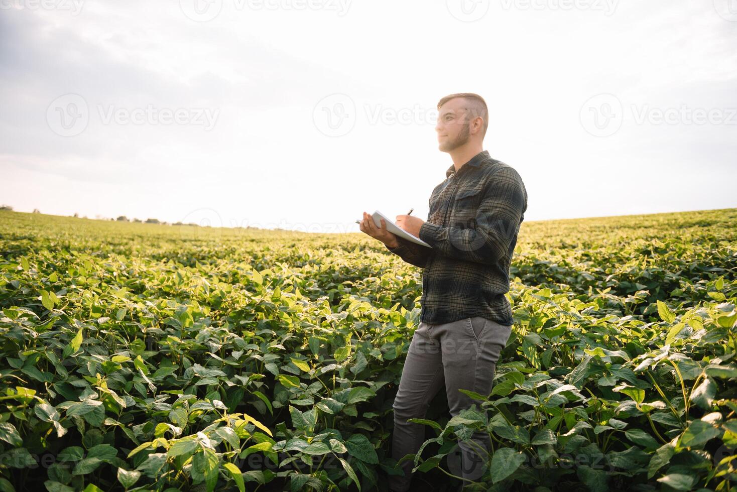 agronom inspekterande soja böna gröda växande i de bruka fält. lantbruk produktion begrepp. jordbruksnäringen begrepp. jordbruks ingenjör stående i en soja fält foto