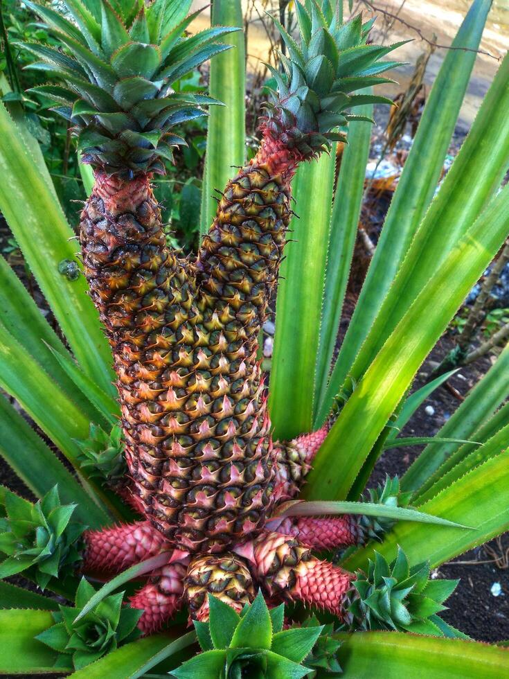 ananas plantage, närbild av ananas träd foto