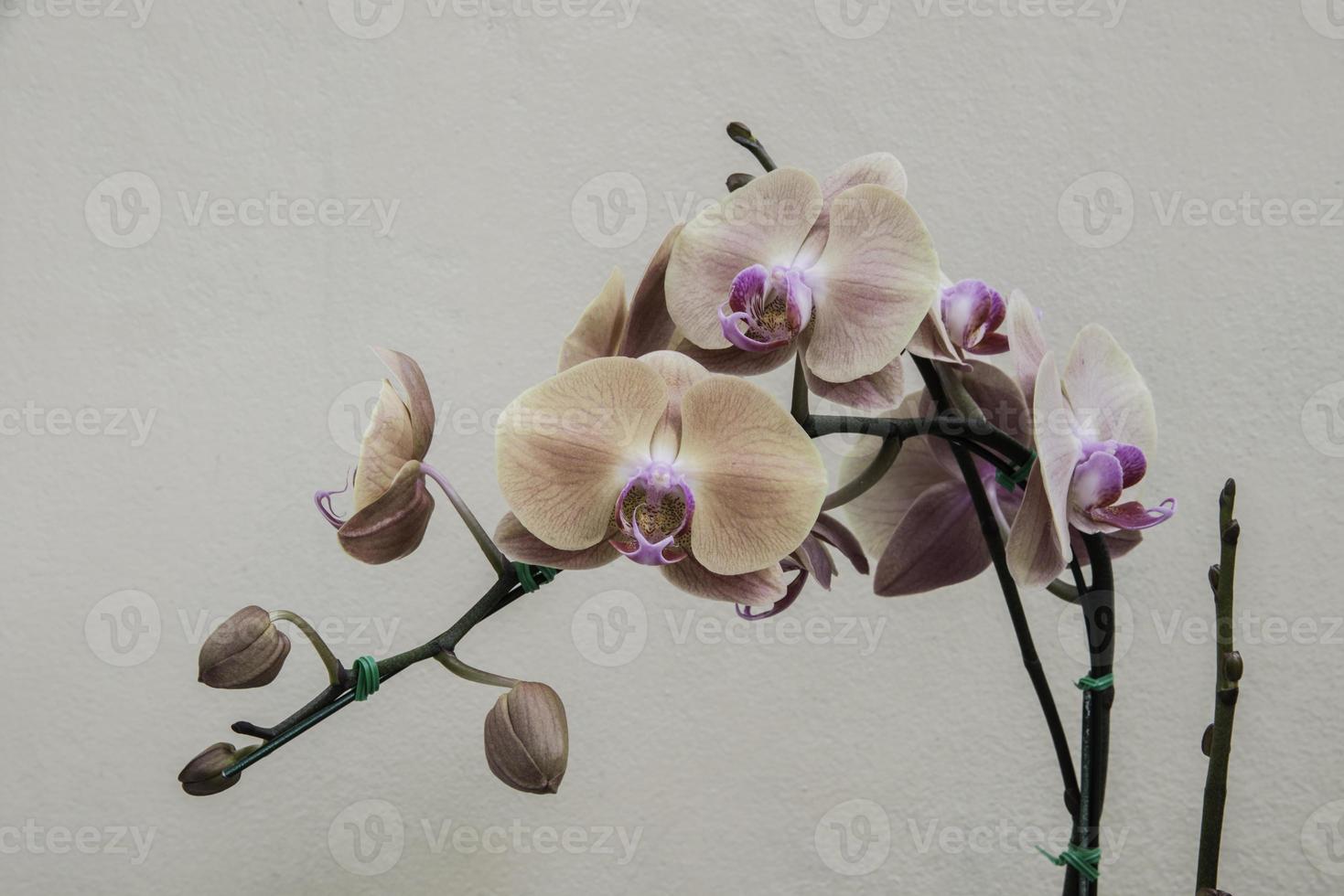 rosa randig orkidéblomma, isolerad foto