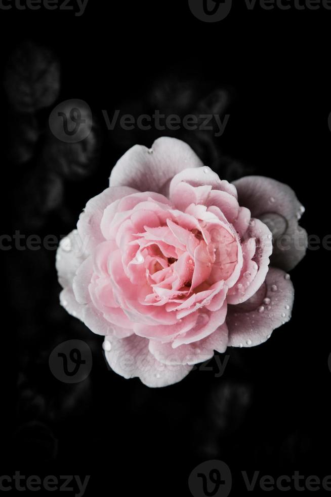 rosa vintage blommor i varma toner foto