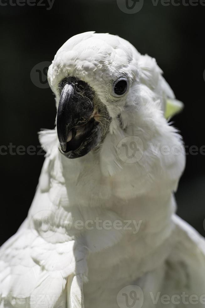 vit fågel papegoja kakaduhuvud foto