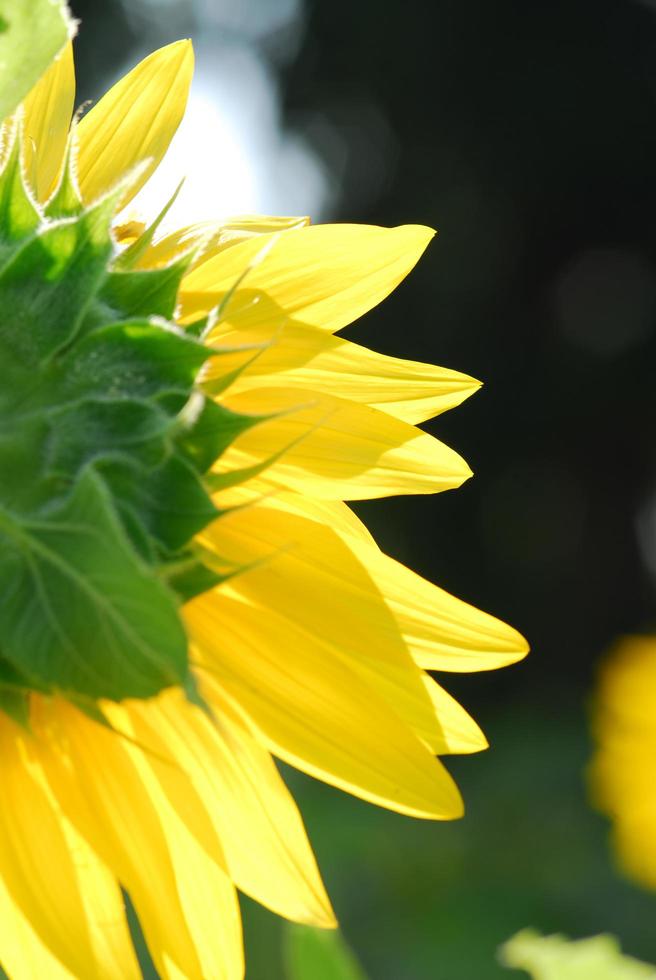 solros ung knopp blommar, makro, närbild foto