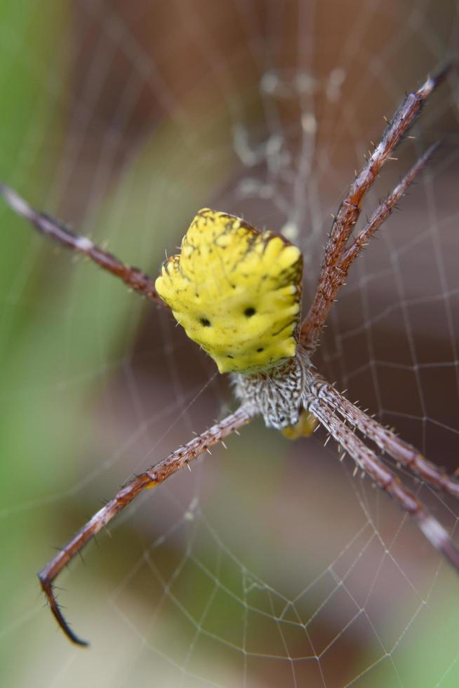 foto av spindel med oskärpa bakgrund