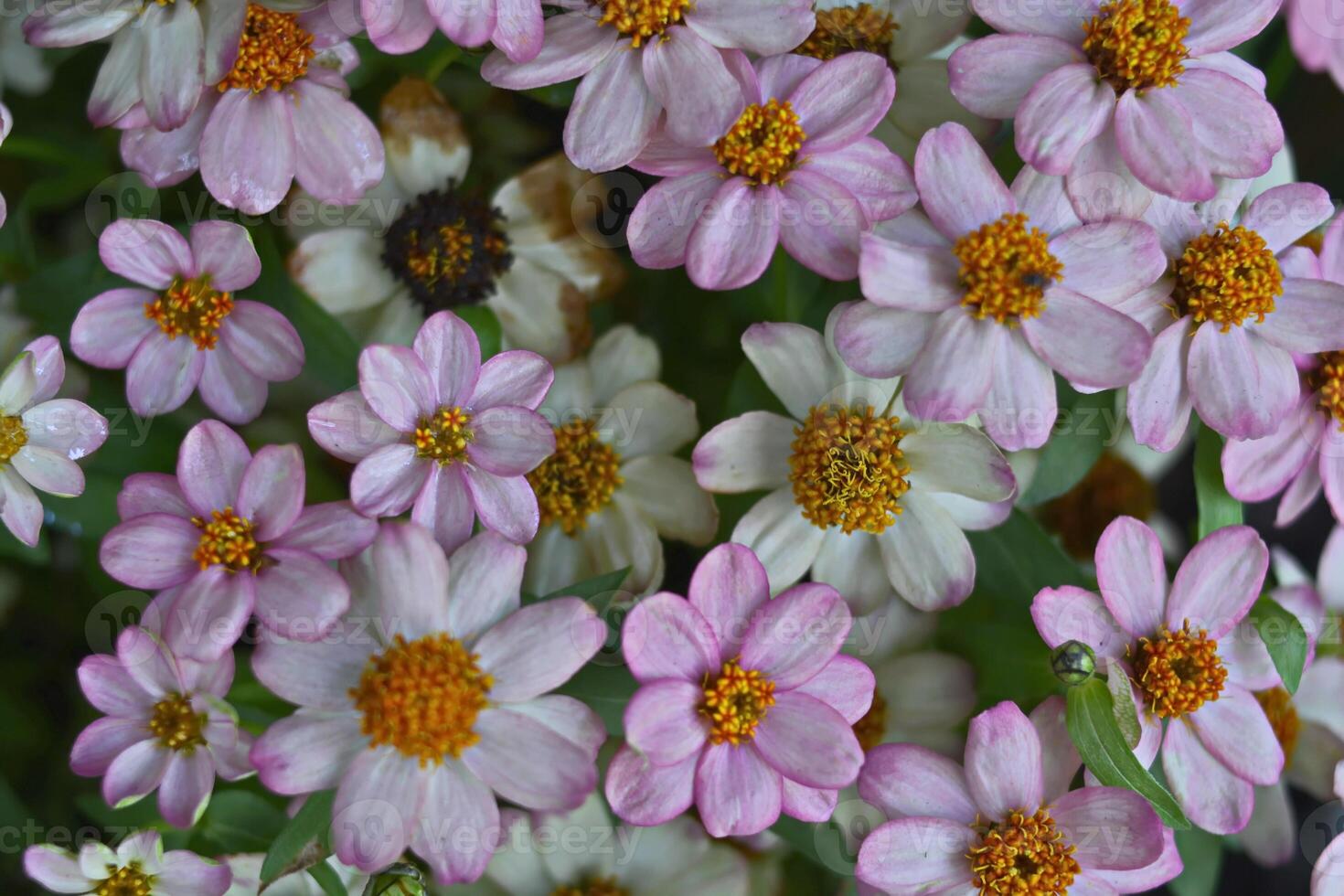 zinnias bakgrund och textur, blomma mönster foto