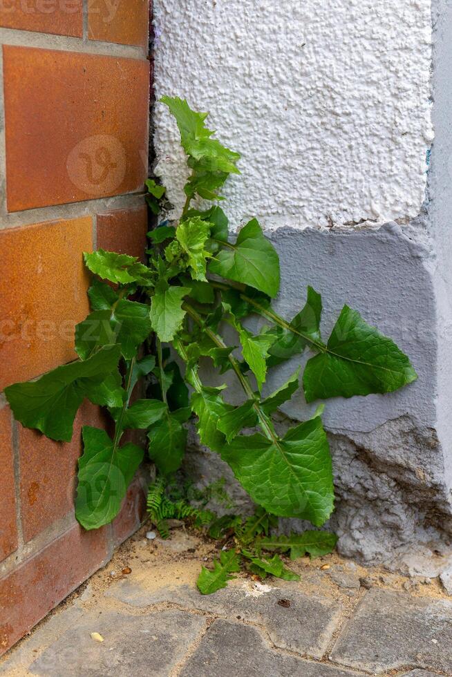 maskros löv växande på en sten vägg foto