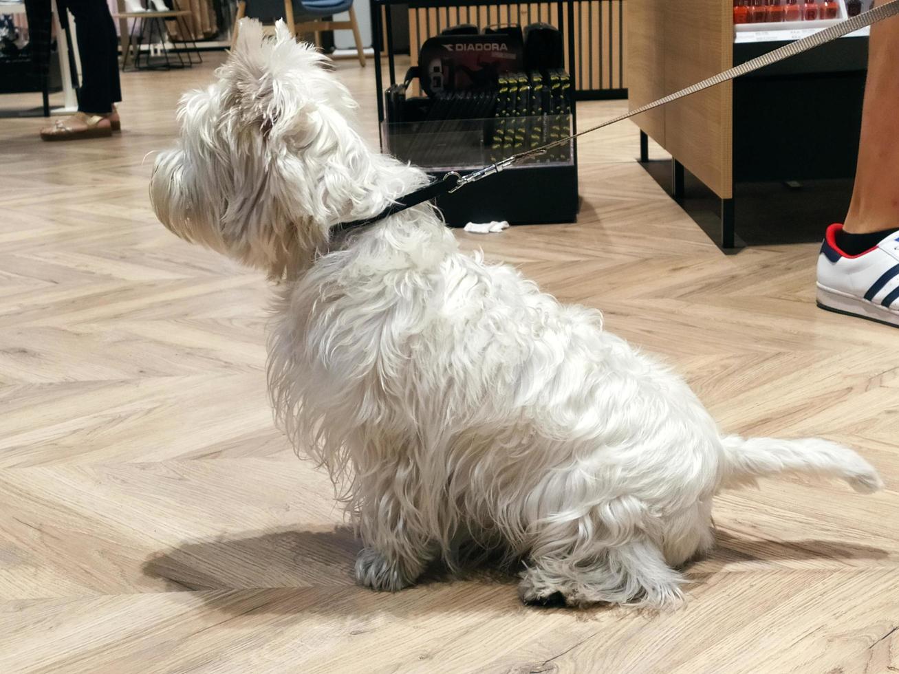 west highland white terrier sitter på golvet foto