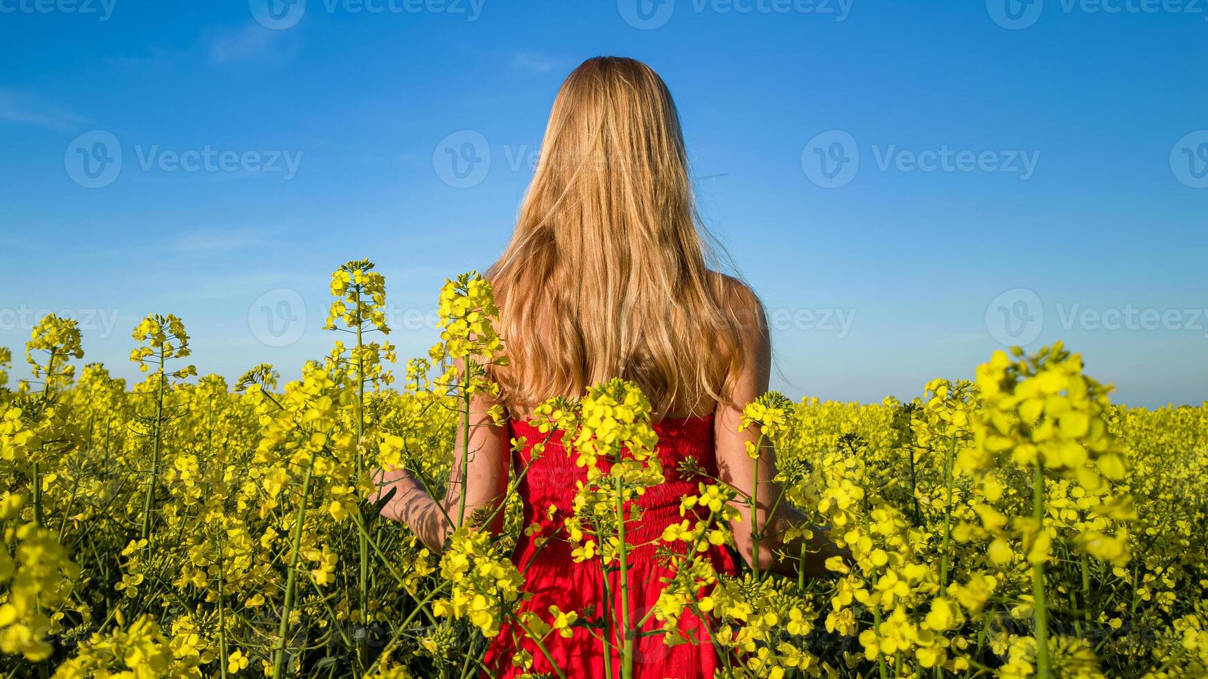 caucasian kvinna i röd klänning i naturskön gul rapsfrö fält foto