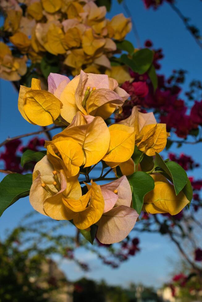 gul bougainvillea blomma foto