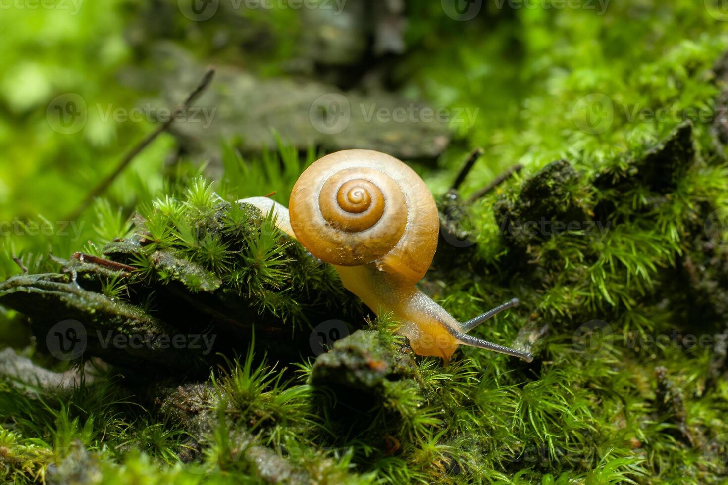 små luftandning landa snigel succinea putris foto