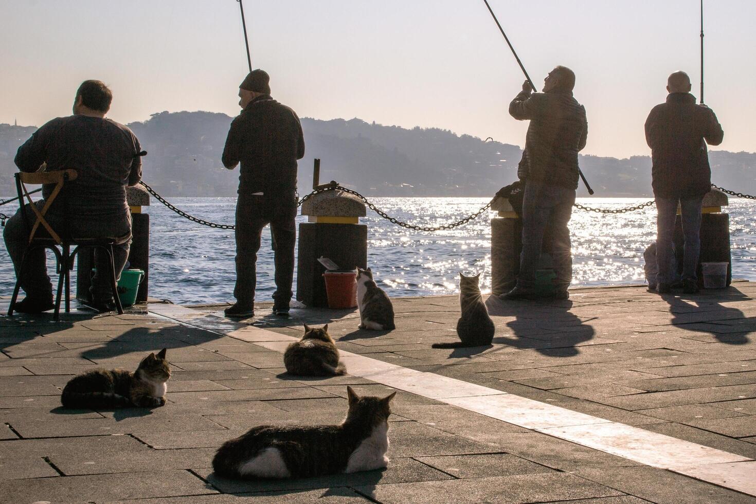 istanbul, Kalkon - december 29, 2023. soluppgång, fiskare, katter på bosphorus sund. foto