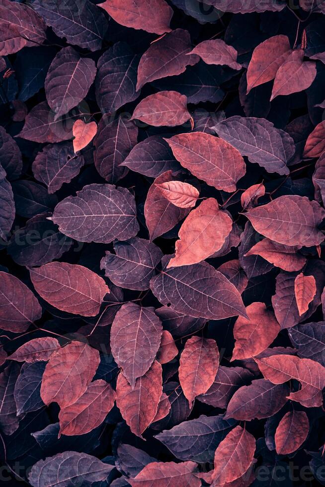 röd växt löv i de trädgård i höst säsong, höst löv foto