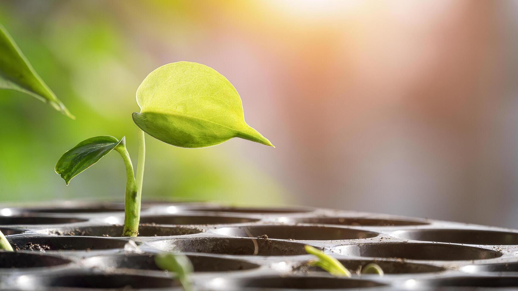 stänga upp liten djungel monstera plantor är växande i svart barnkammare bricka med blossa ljus och suddig bakgrund foto