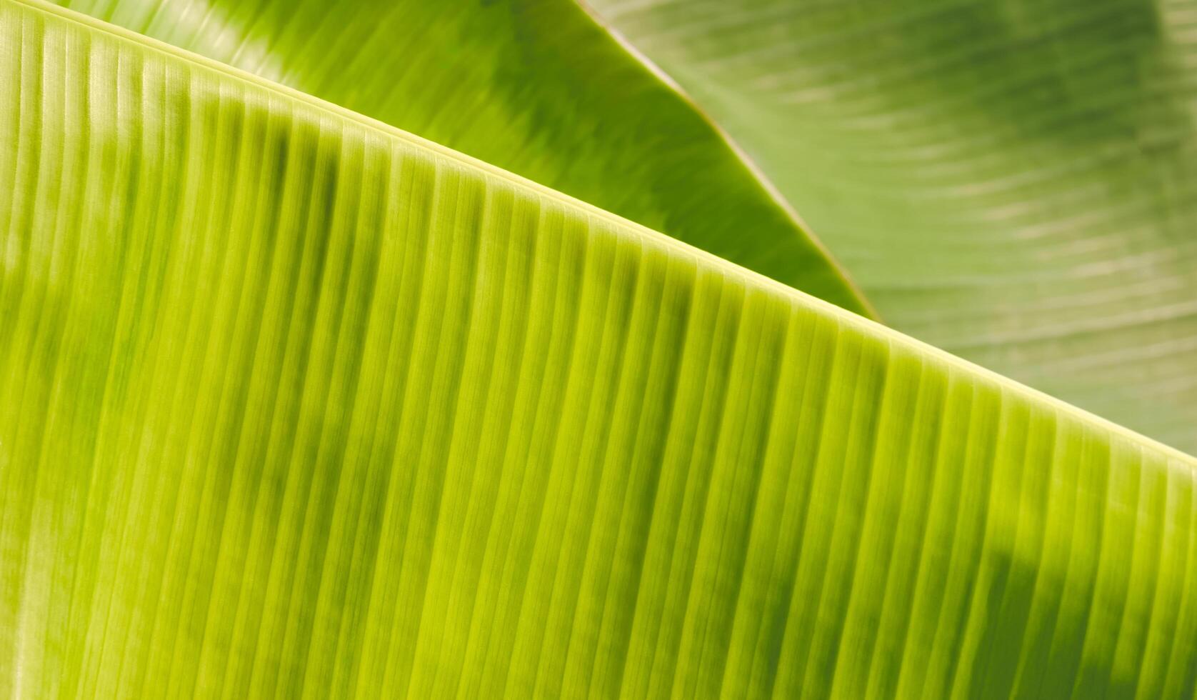 bakgrund och textur av grön banan löv med solljus på yta, naturlig lövverk bakgrund begrepp foto