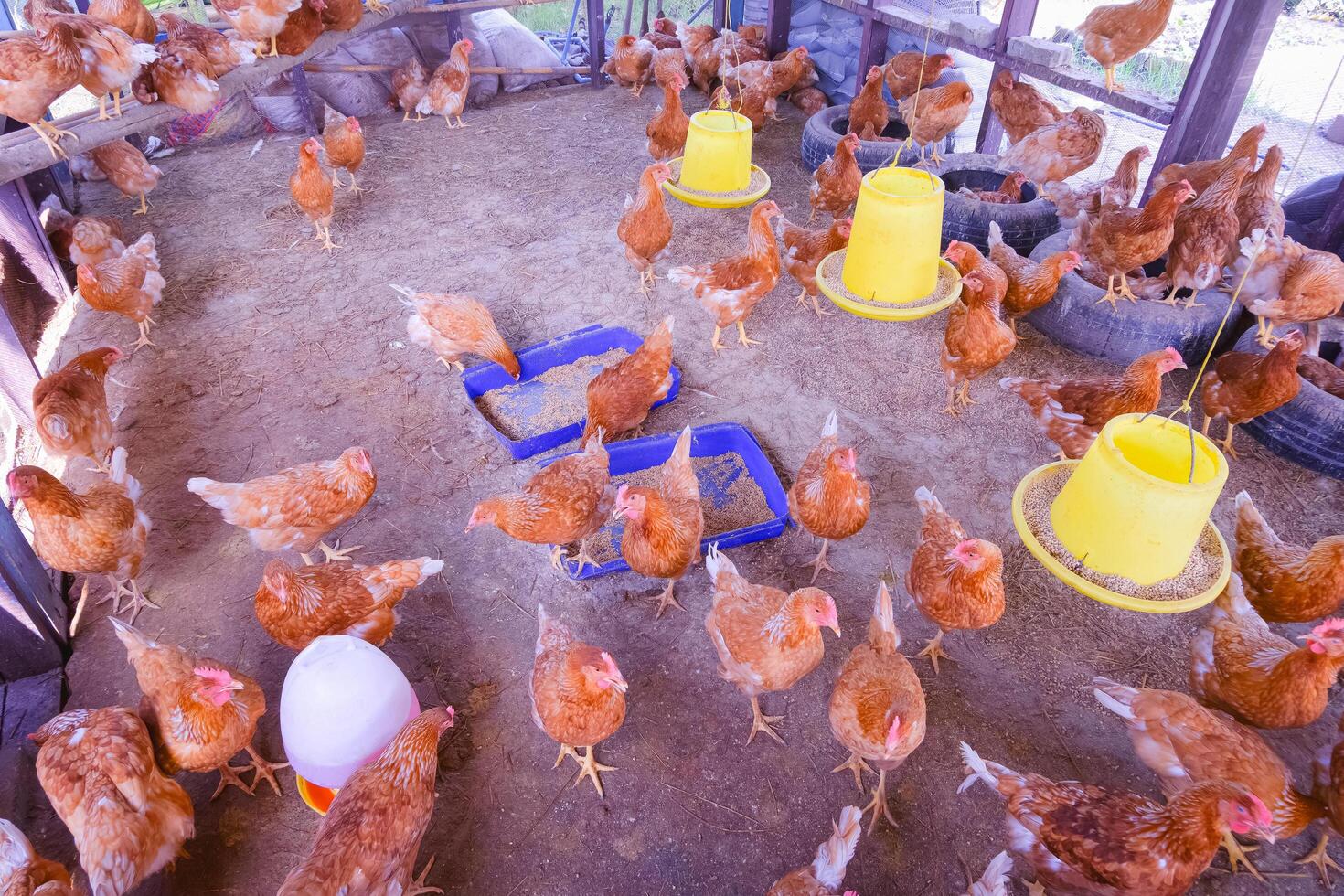 flock av hönor äter mat med matning och vatten plast hinkar inuti av kyckling coop i landsbygden odla, hög vinkel se foto