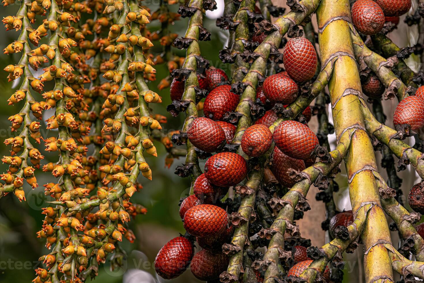 blommor och frukt av de buriti handflatan träd foto