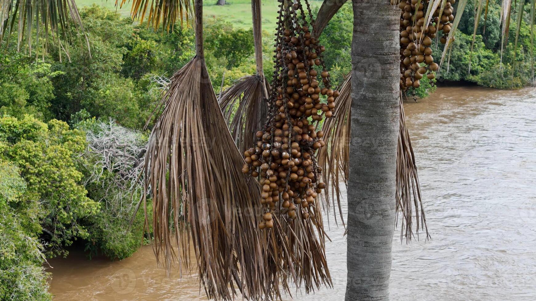 frukt av de buriti handflatan träd foto