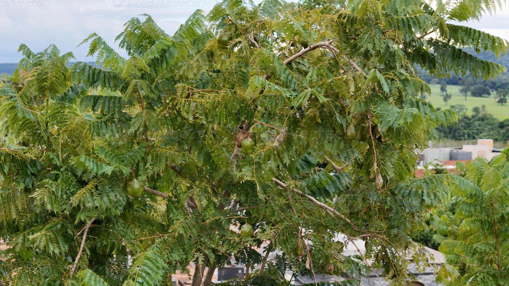 blå jacaranda träd frukt foto