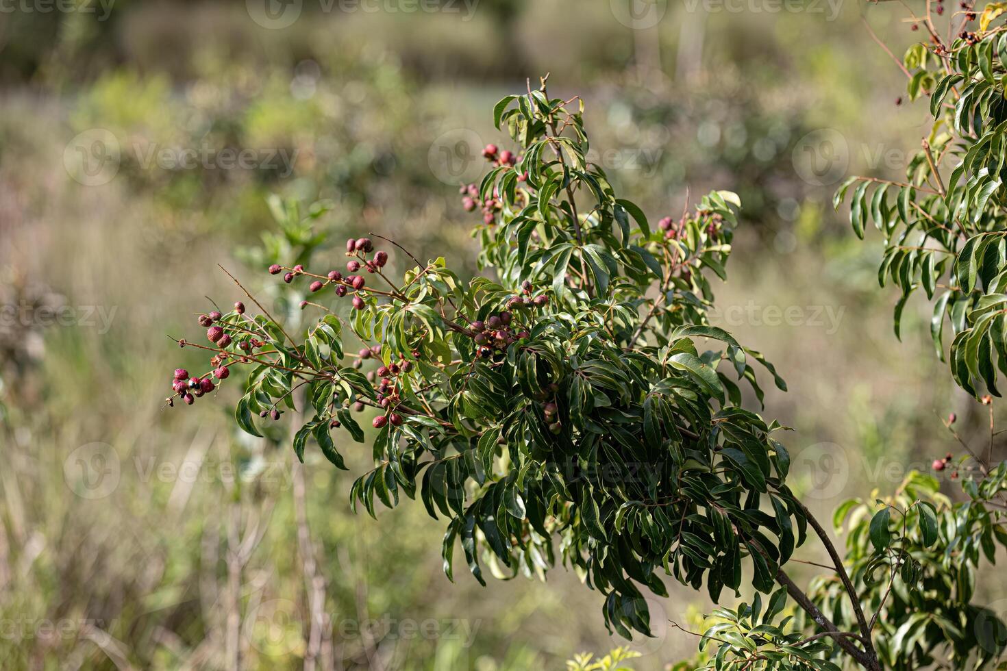 små röd bär av angiosperm växt foto