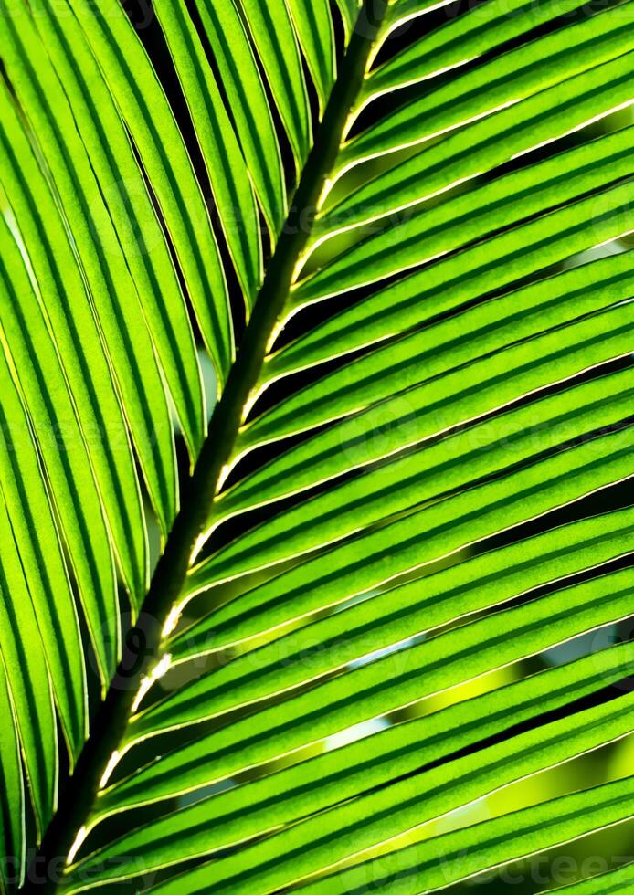 de pinnately sammansatta bladen av cycas revoluta thunb foto