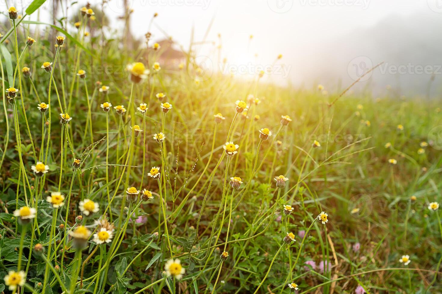 tridax eller vild daisy blomma. foto