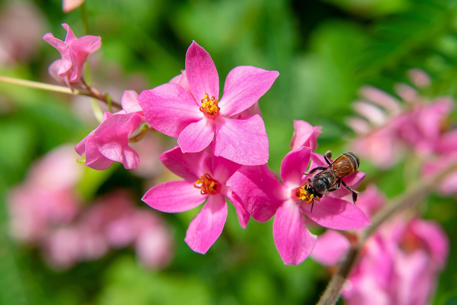 mexikansk kryp blomma foto