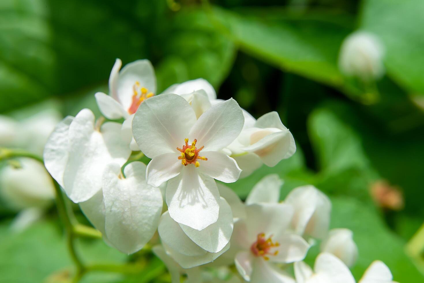 mexikansk kryp blomma foto